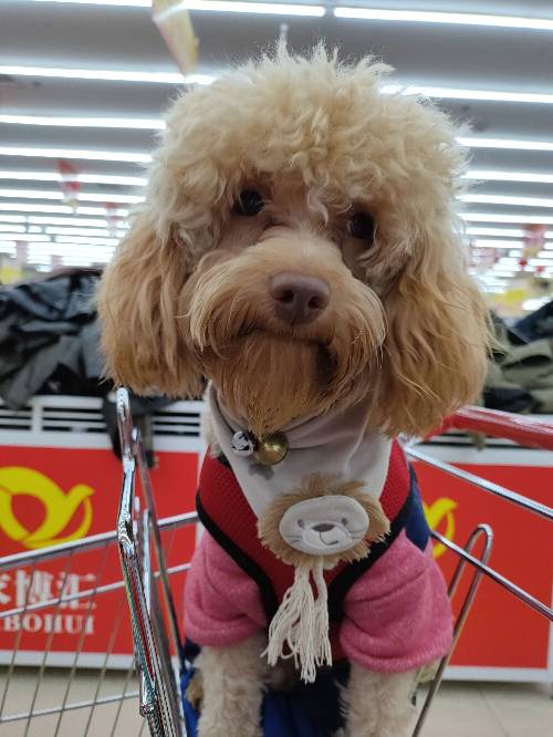 李明艳头像