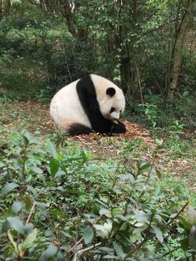 王媛妹头像