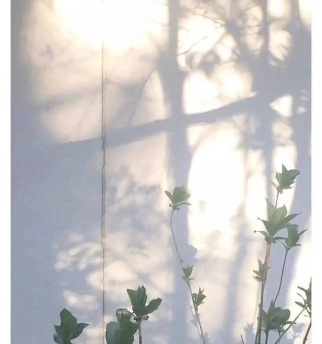 夏美娟头像
