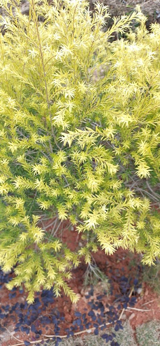 欧小玲头像