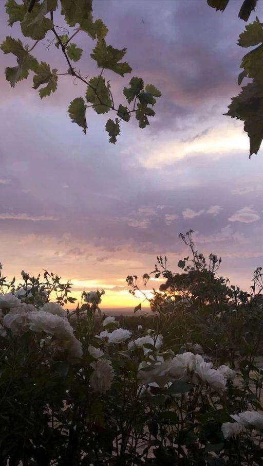 姜艳秋头像