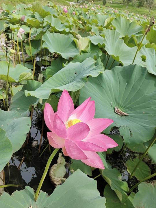 邵丽丽头像