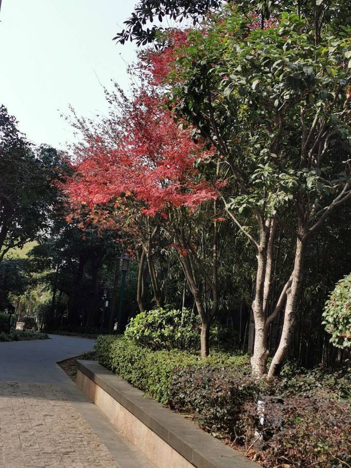 邓婕头像