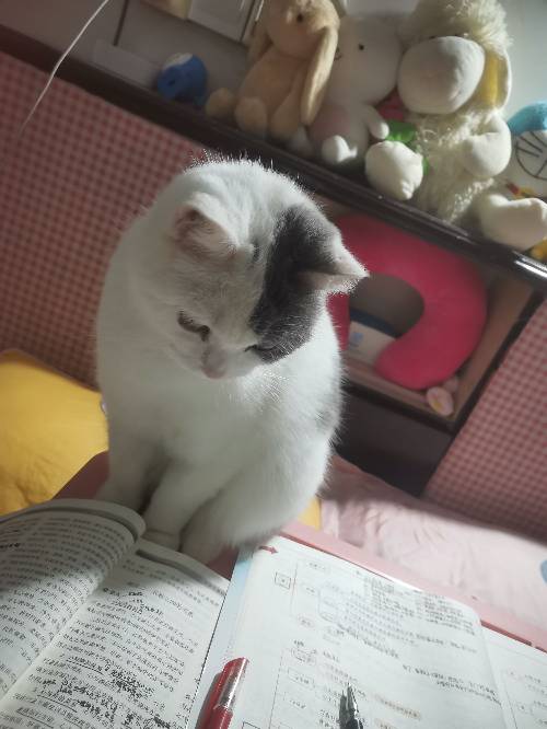 杨开敏头像