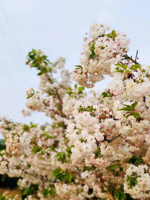 李鲲头像