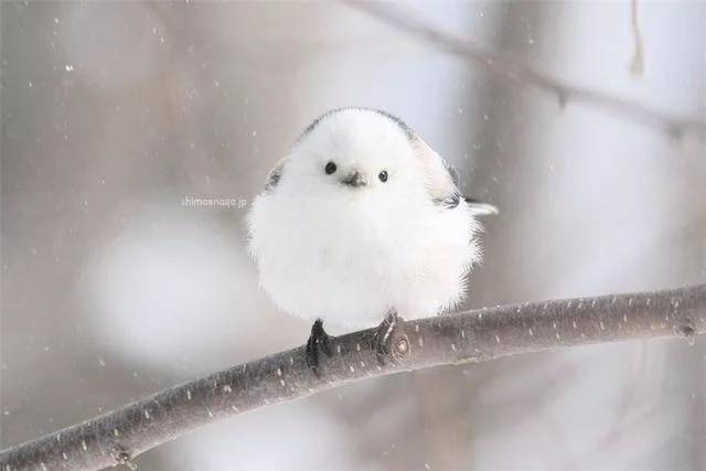 吴小晶头像