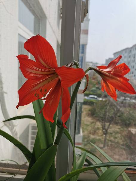 杨晨辉头像