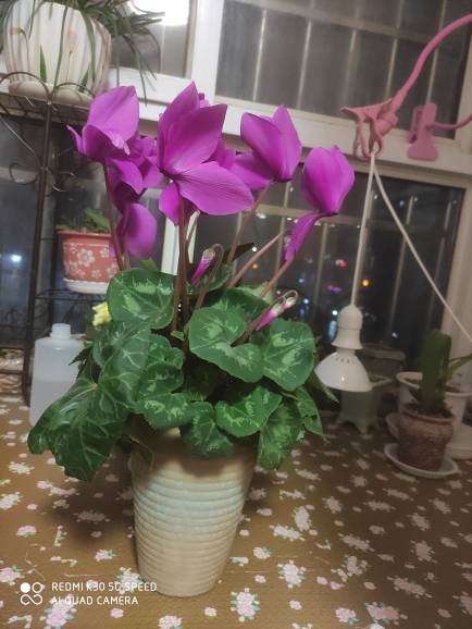 王莹莹头像