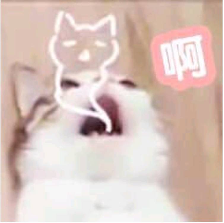 文玉莲头像
