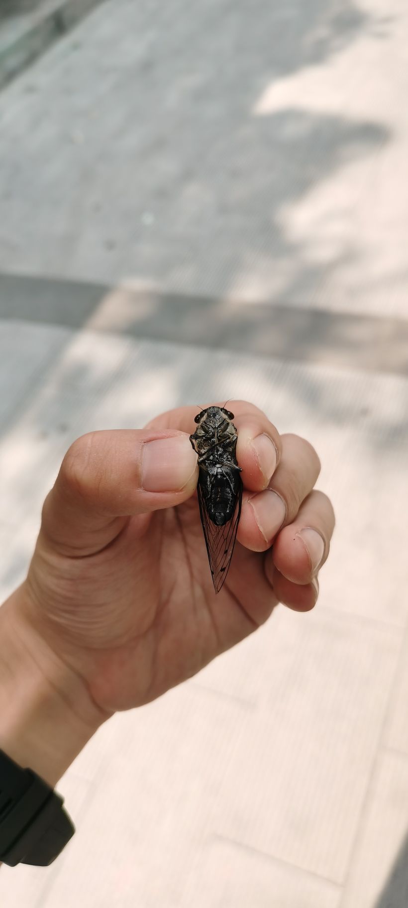 许陶头像