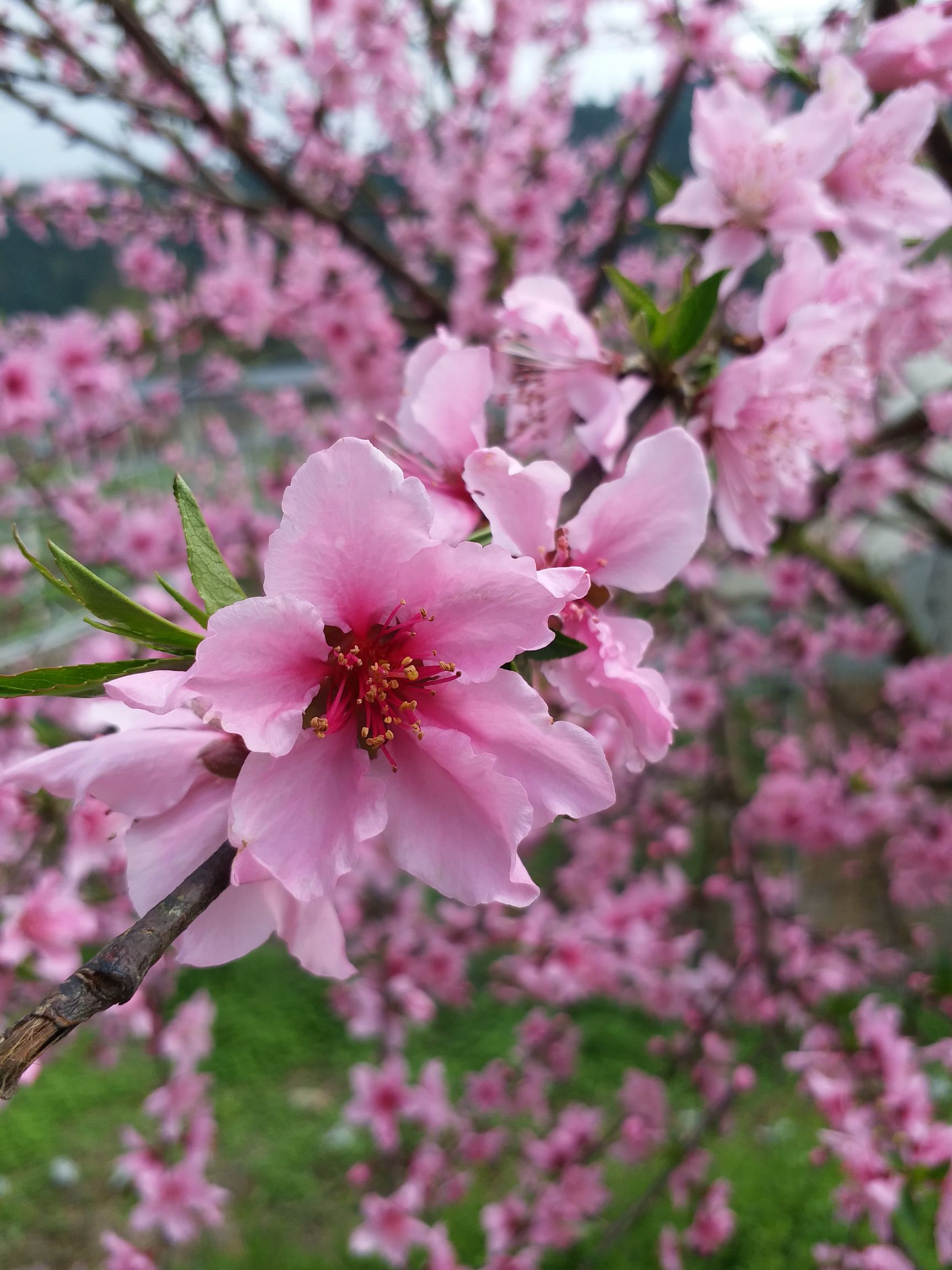 任丽颖头像