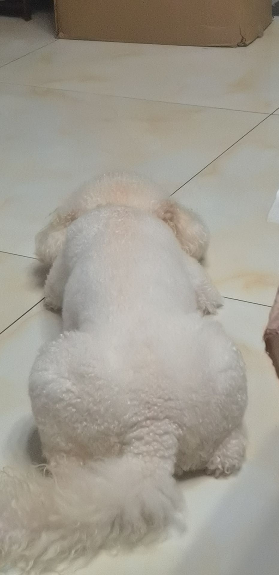 朱珠头像