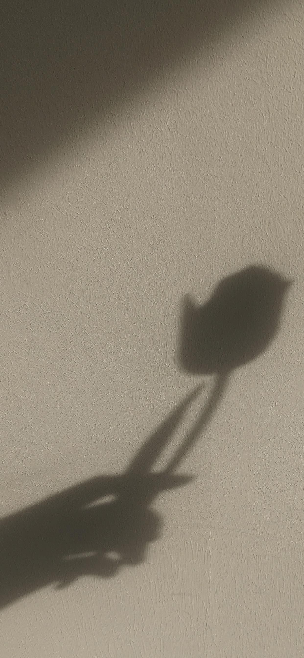 何芳蓉头像