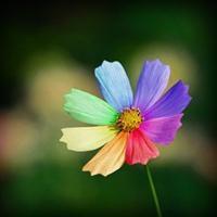 王芳头像