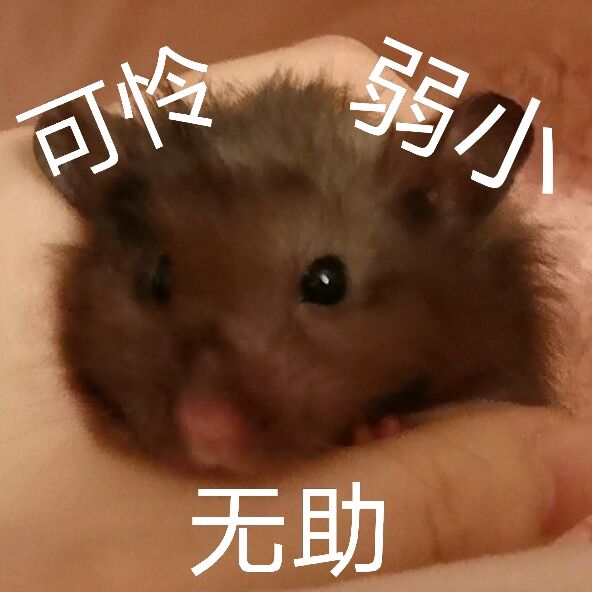 赵伊立头像