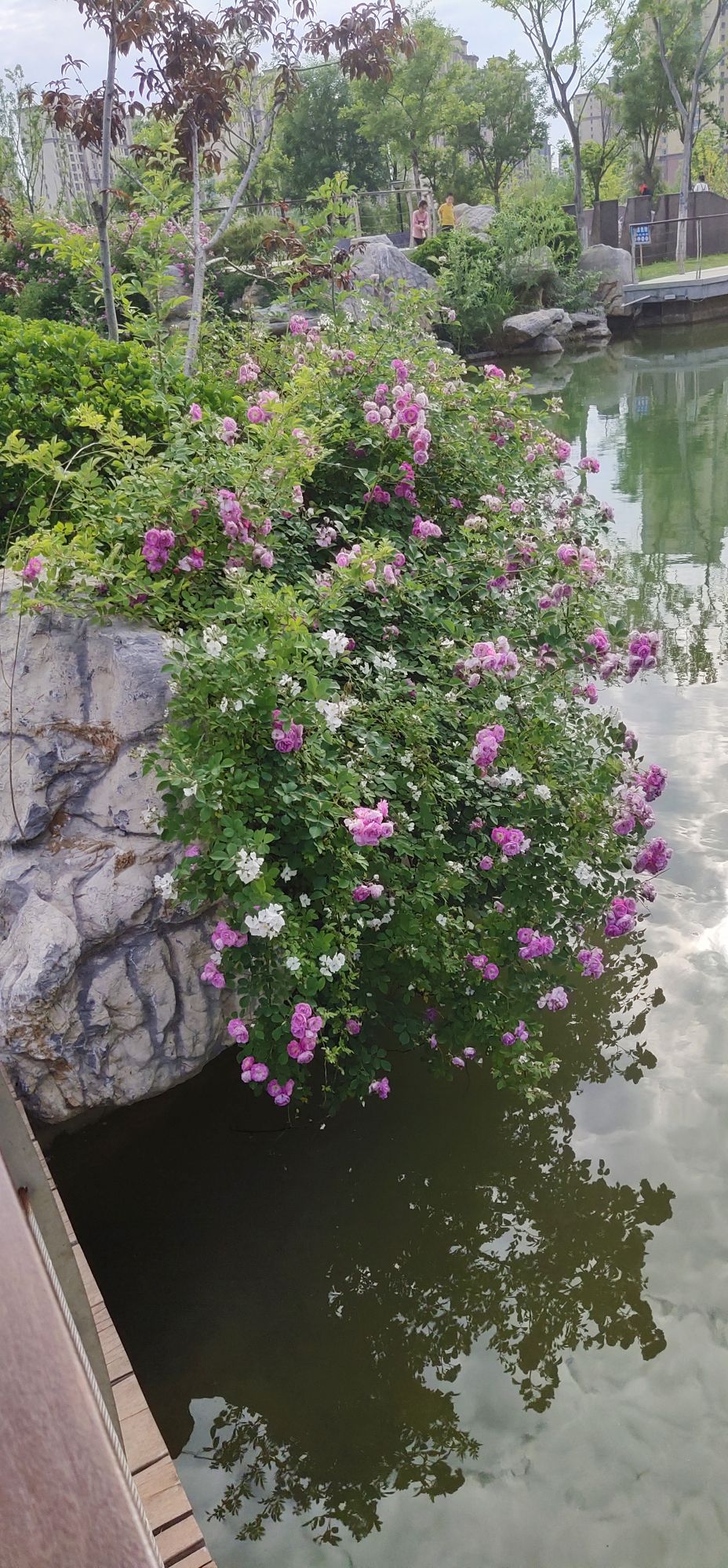 菅朋头像