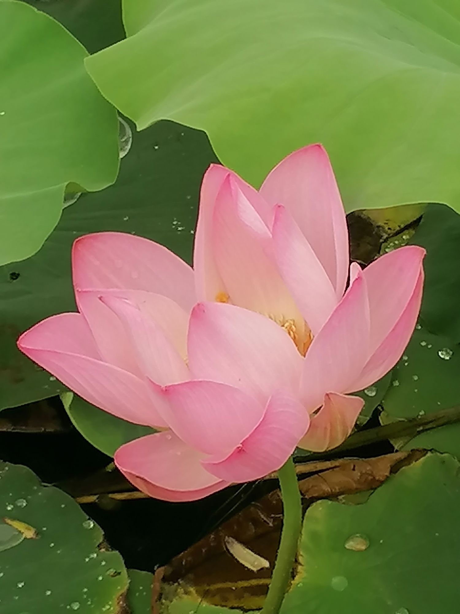 王连迪头像