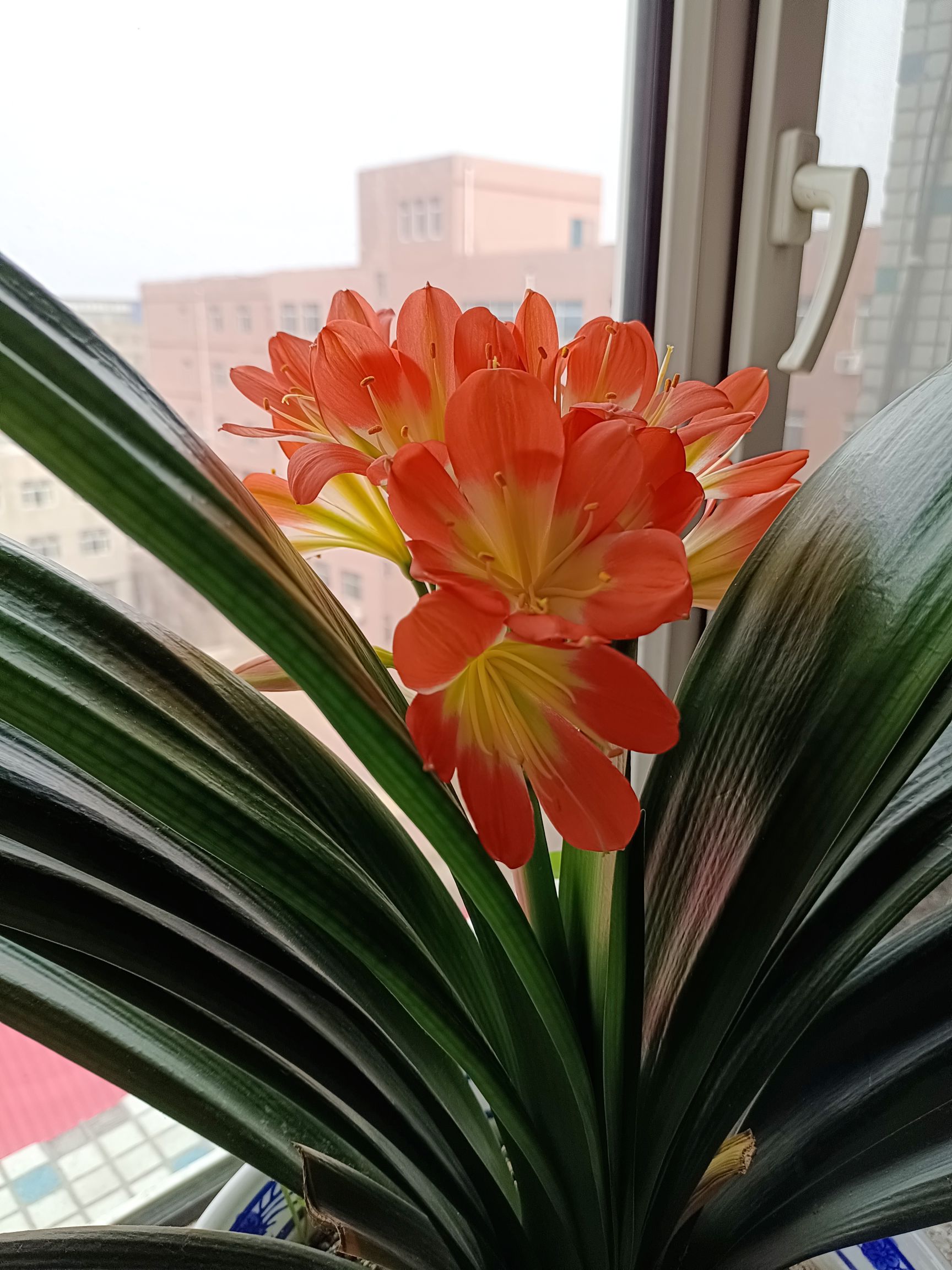 张春燕头像