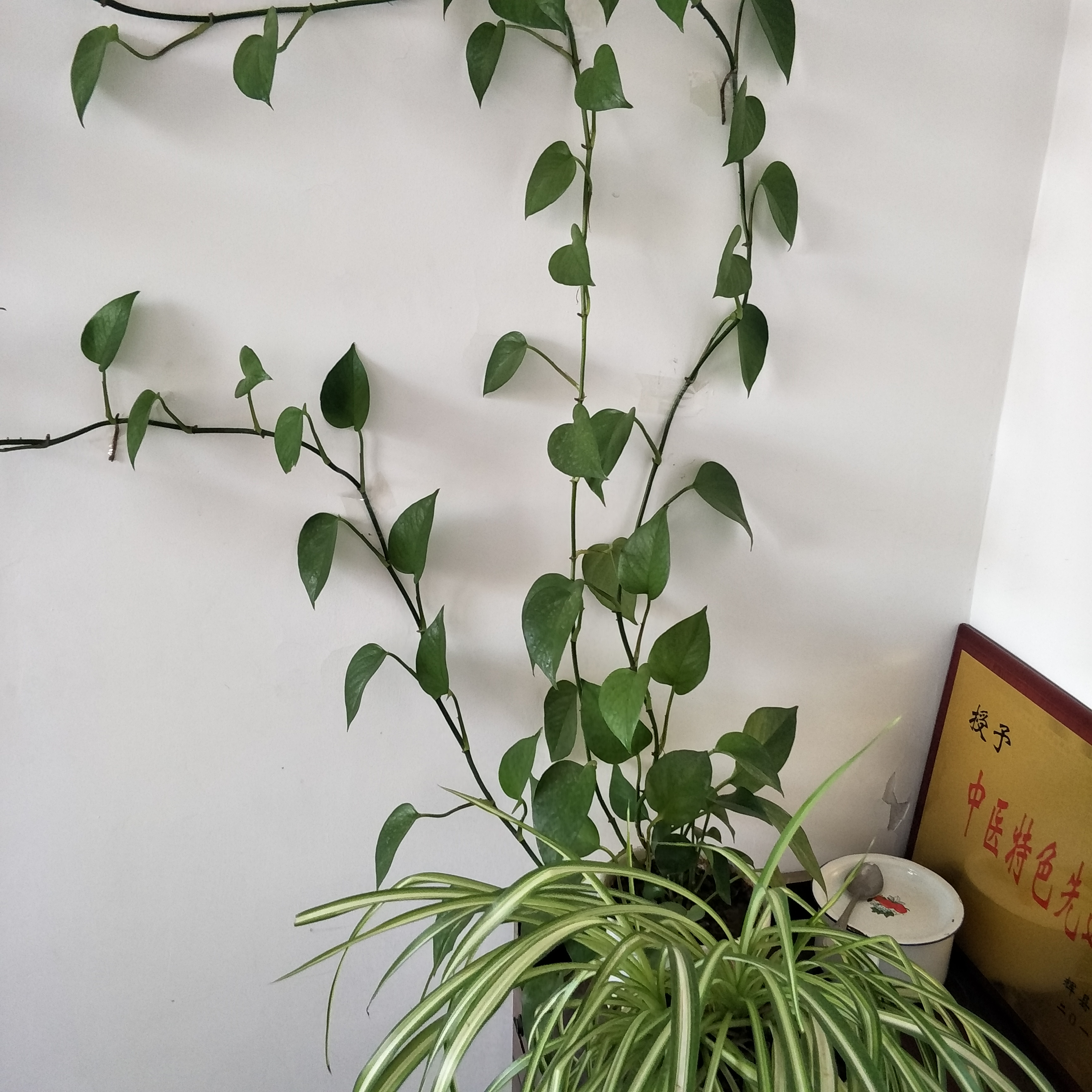 吴晓燕头像
