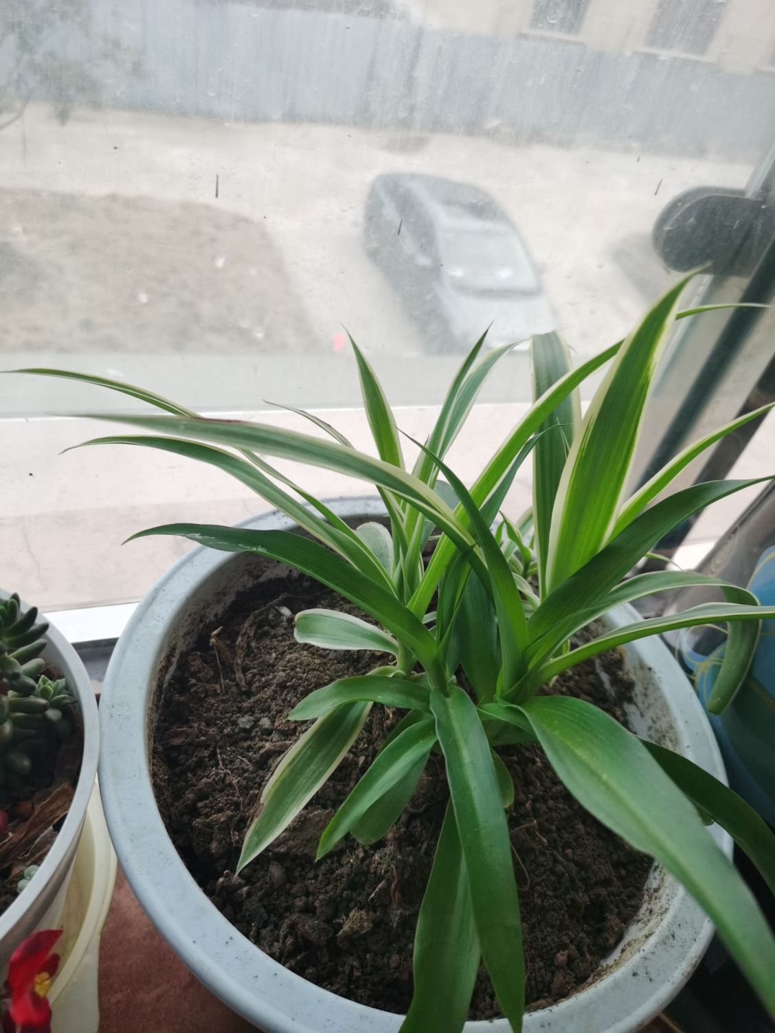 黄禾头像