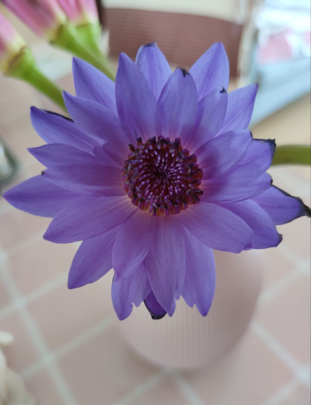 薛芳头像