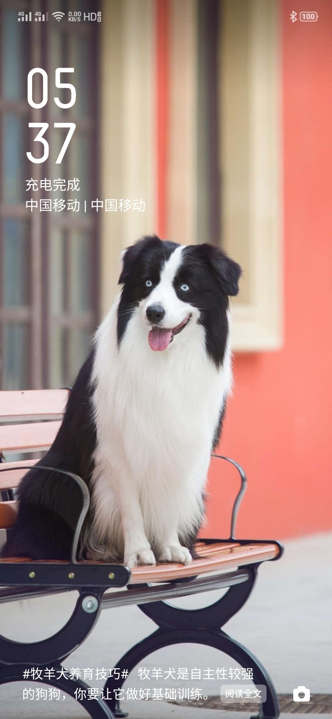 娄幸承头像