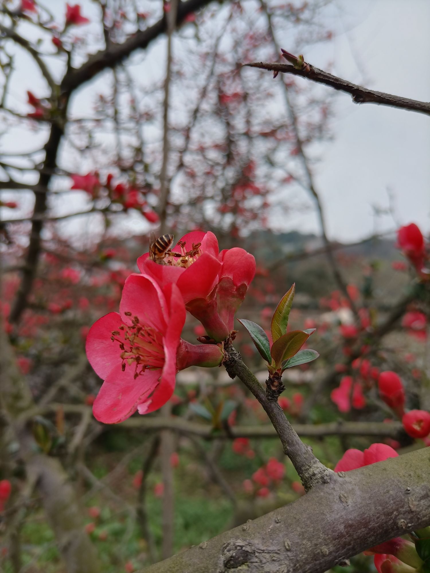俸世梅头像