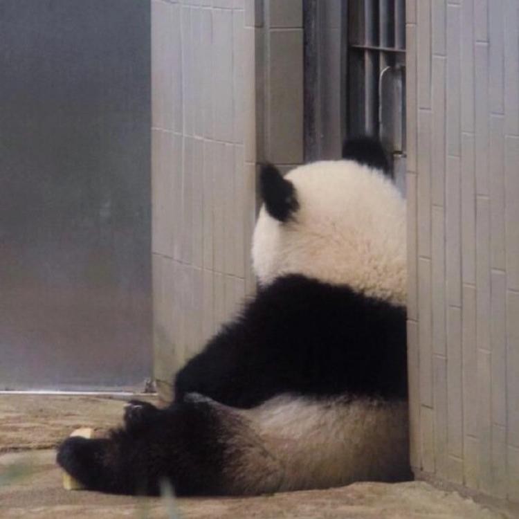 李想头像