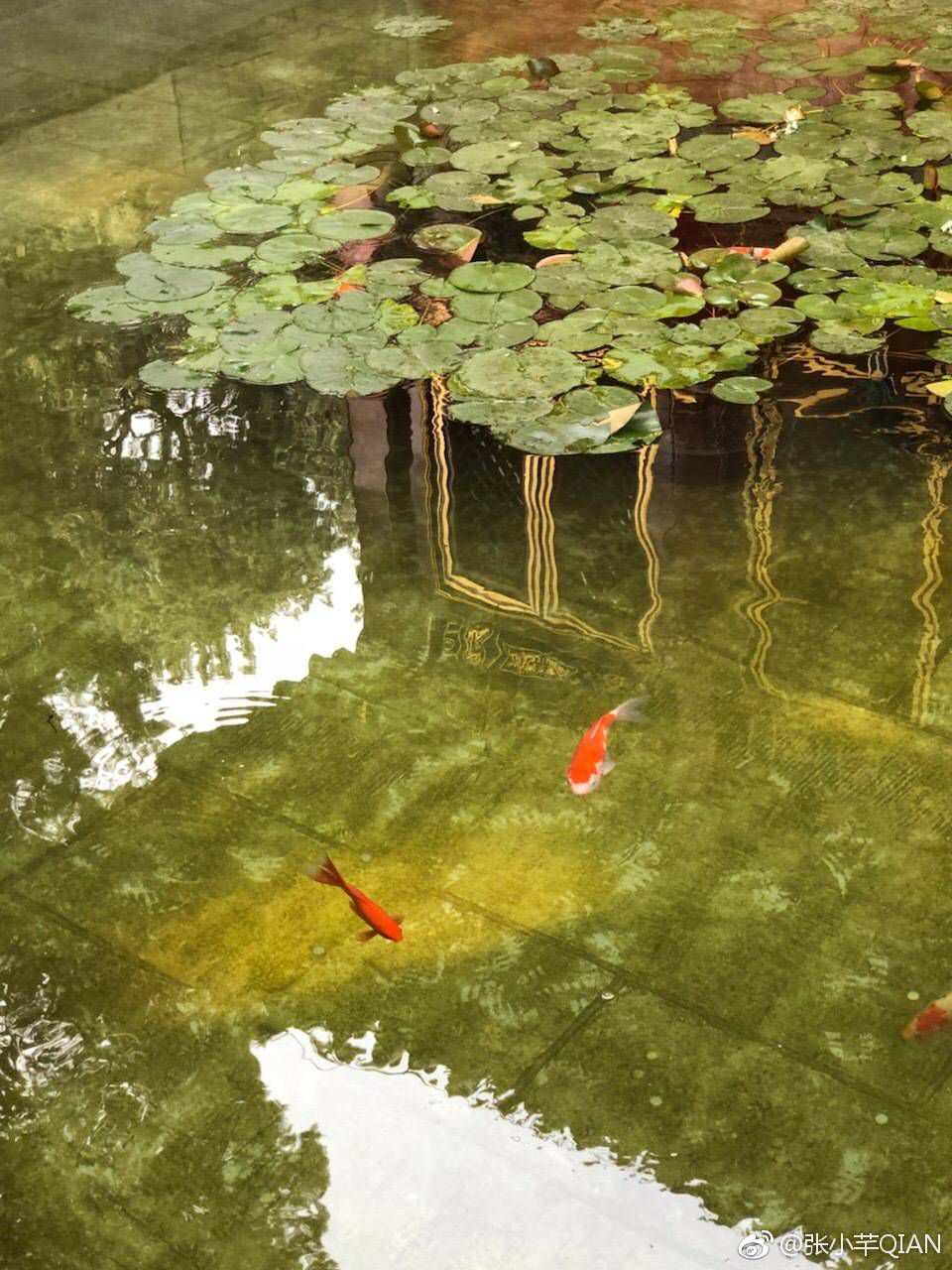 沈祎珏头像