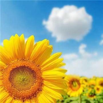孙秀芳头像