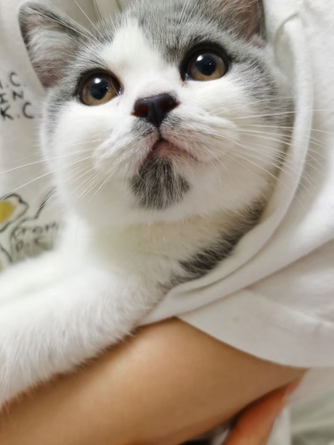 胡佩头像