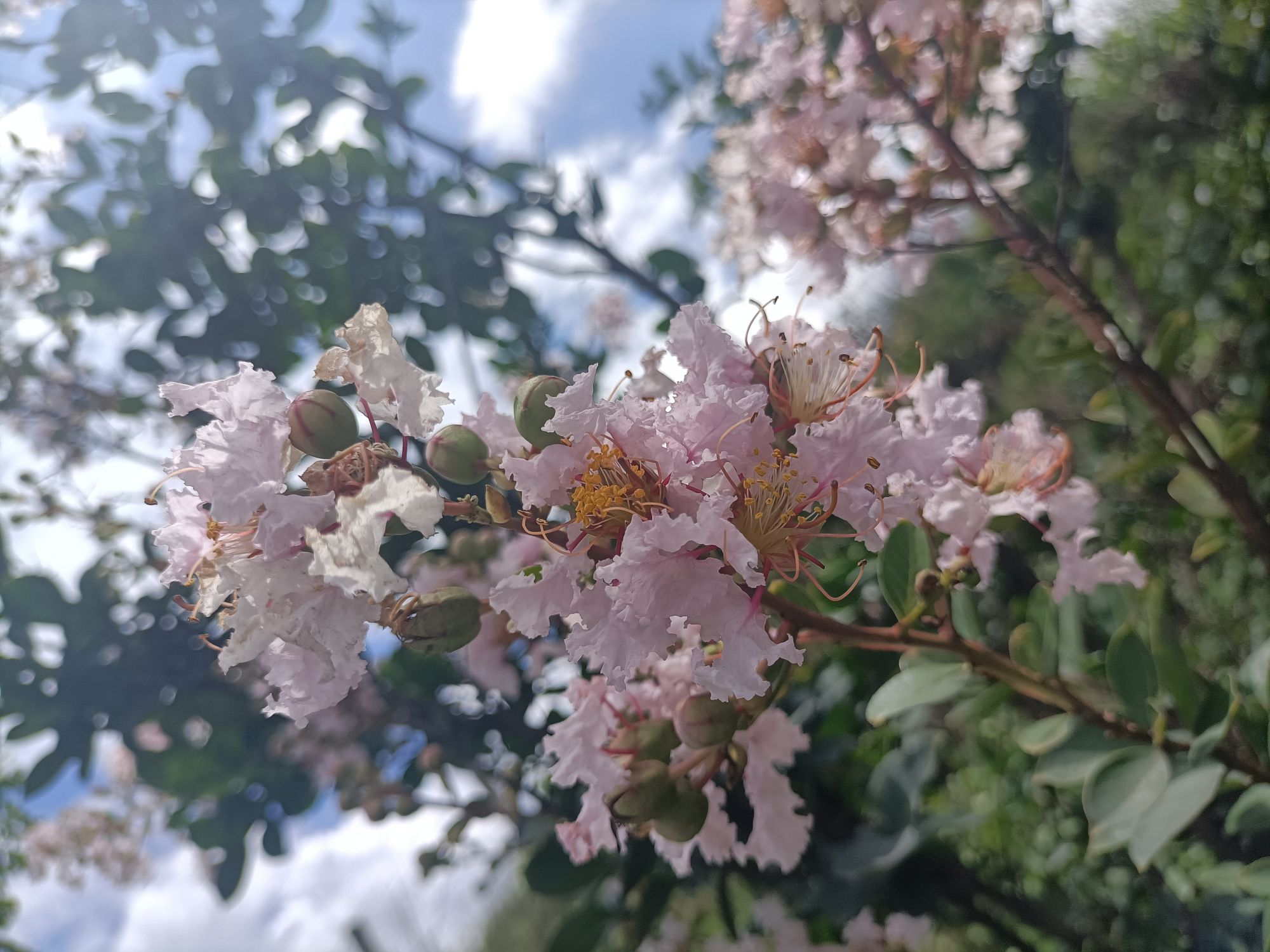 罗海花头像
