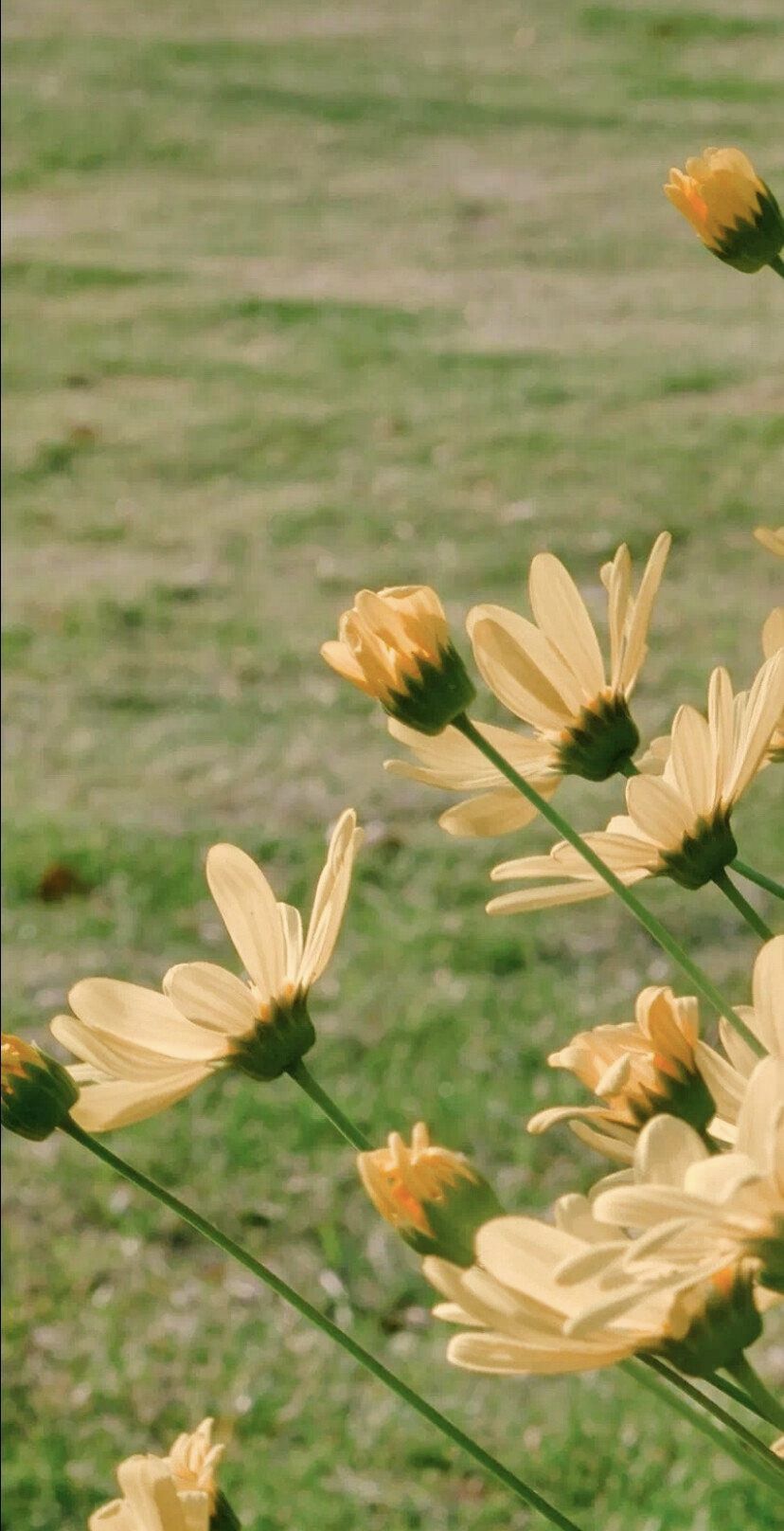 李思明头像