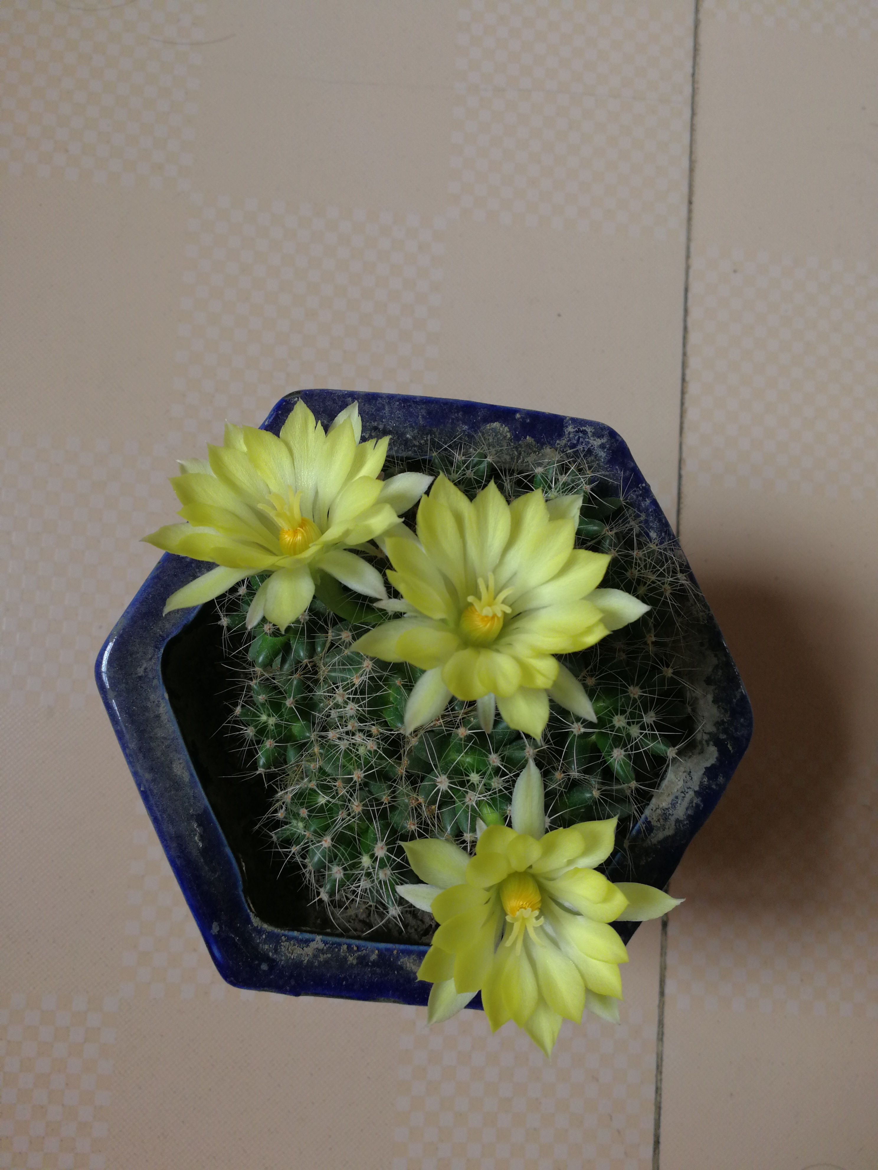 任秀莹头像