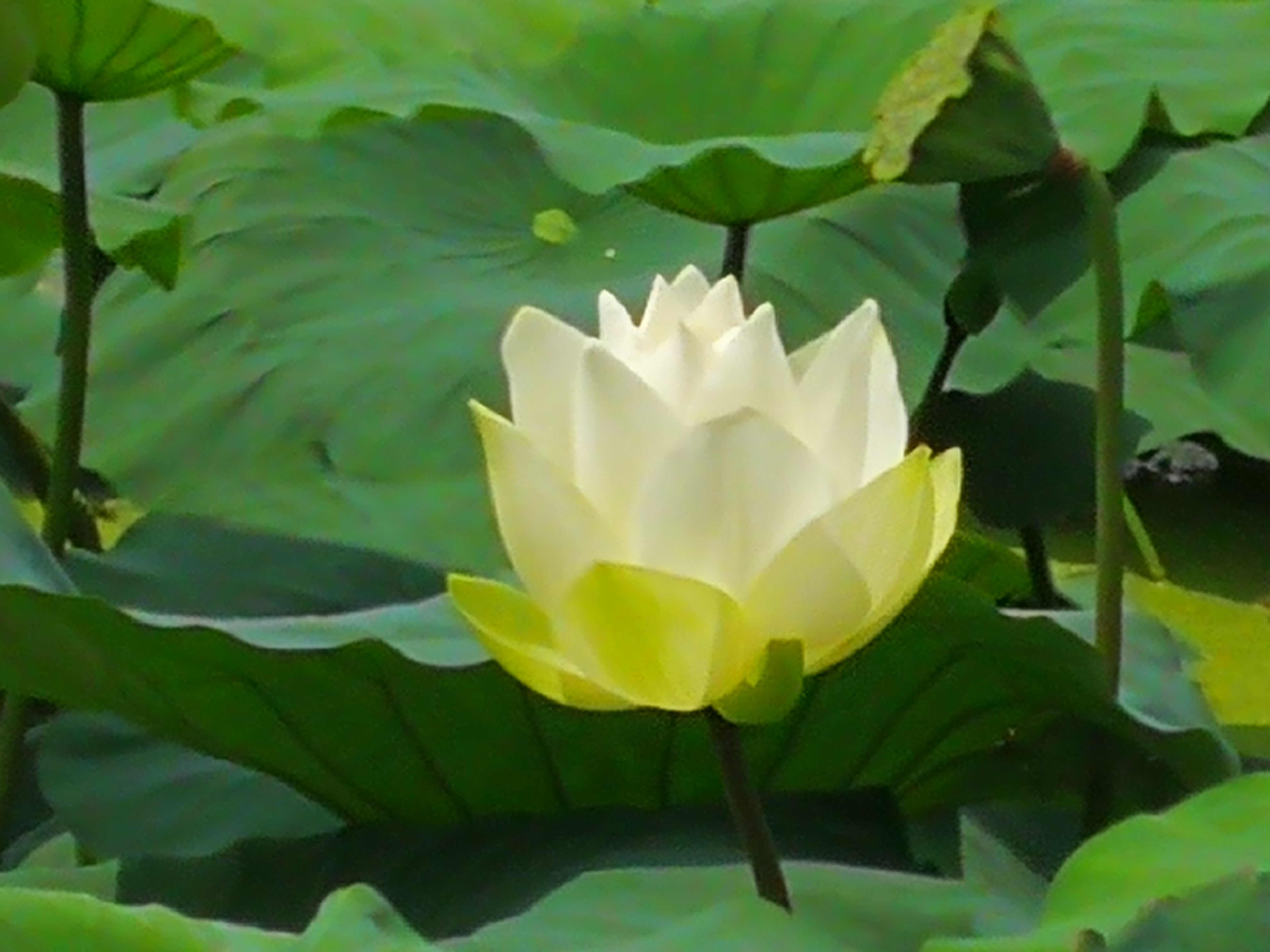 张正方头像