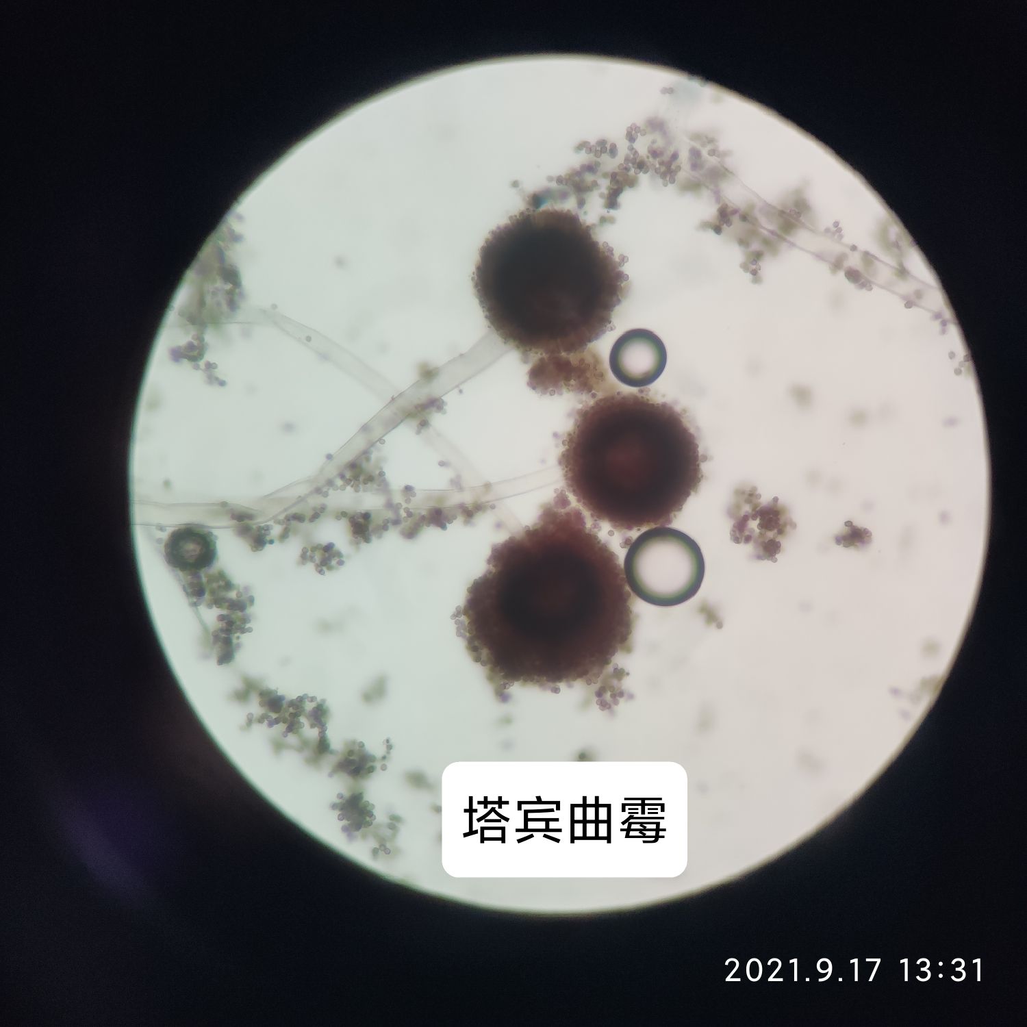 陈林头像