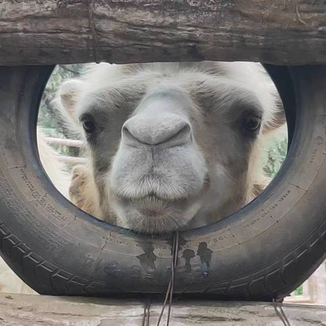 陈希源头像