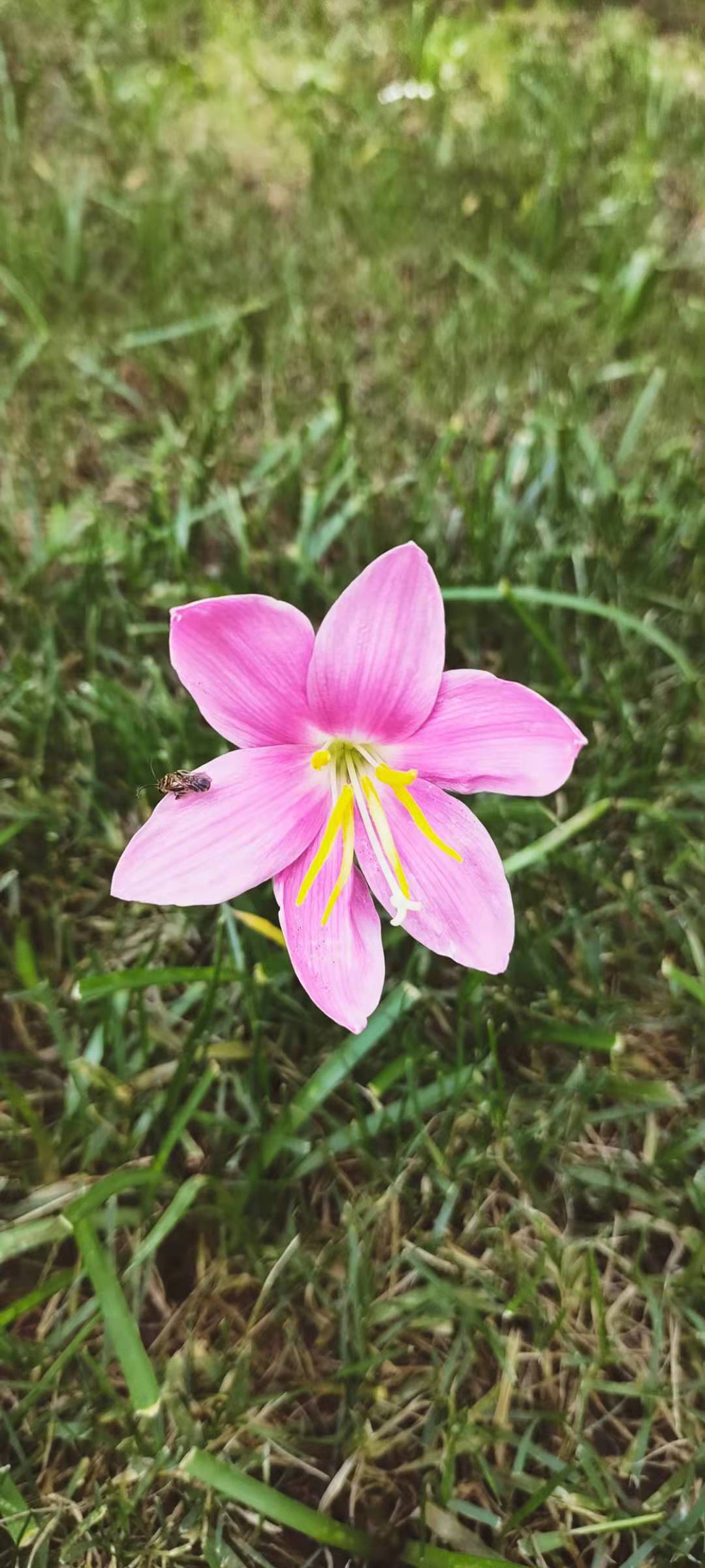 张秀花头像