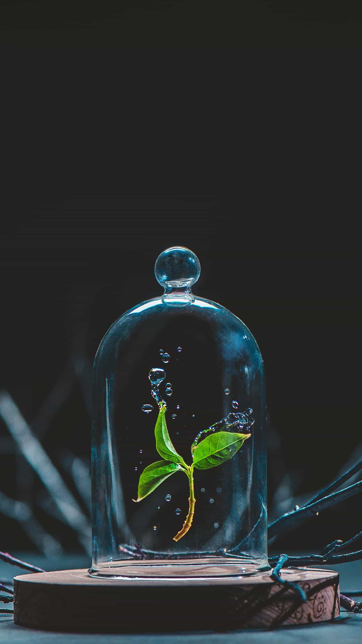 杨子柏头像
