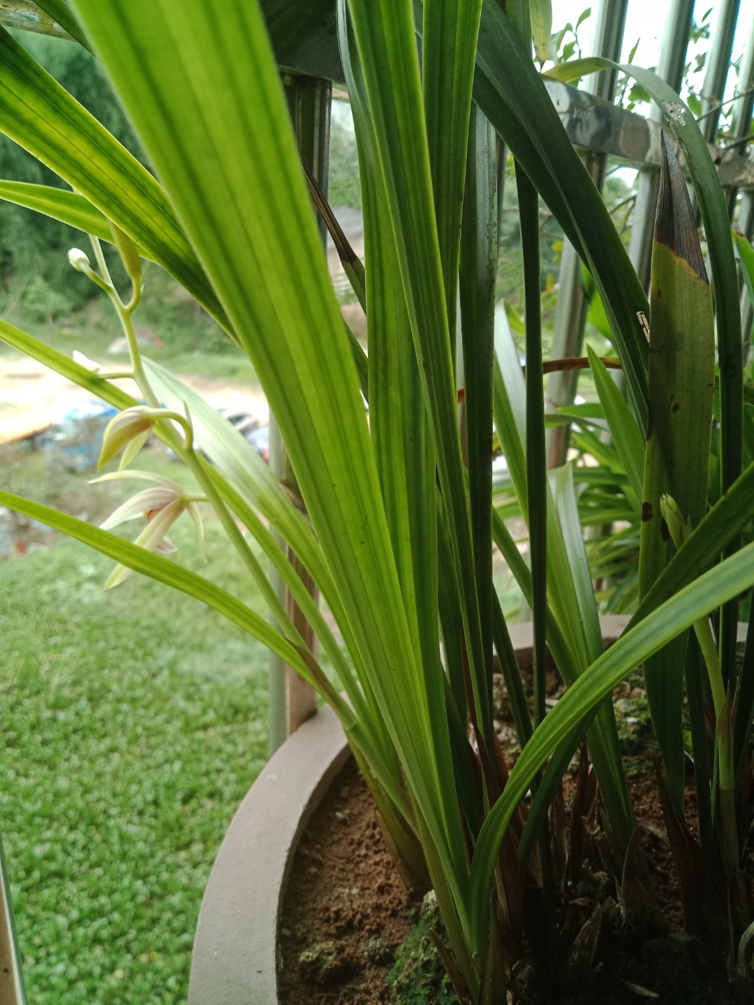 曹小芳头像