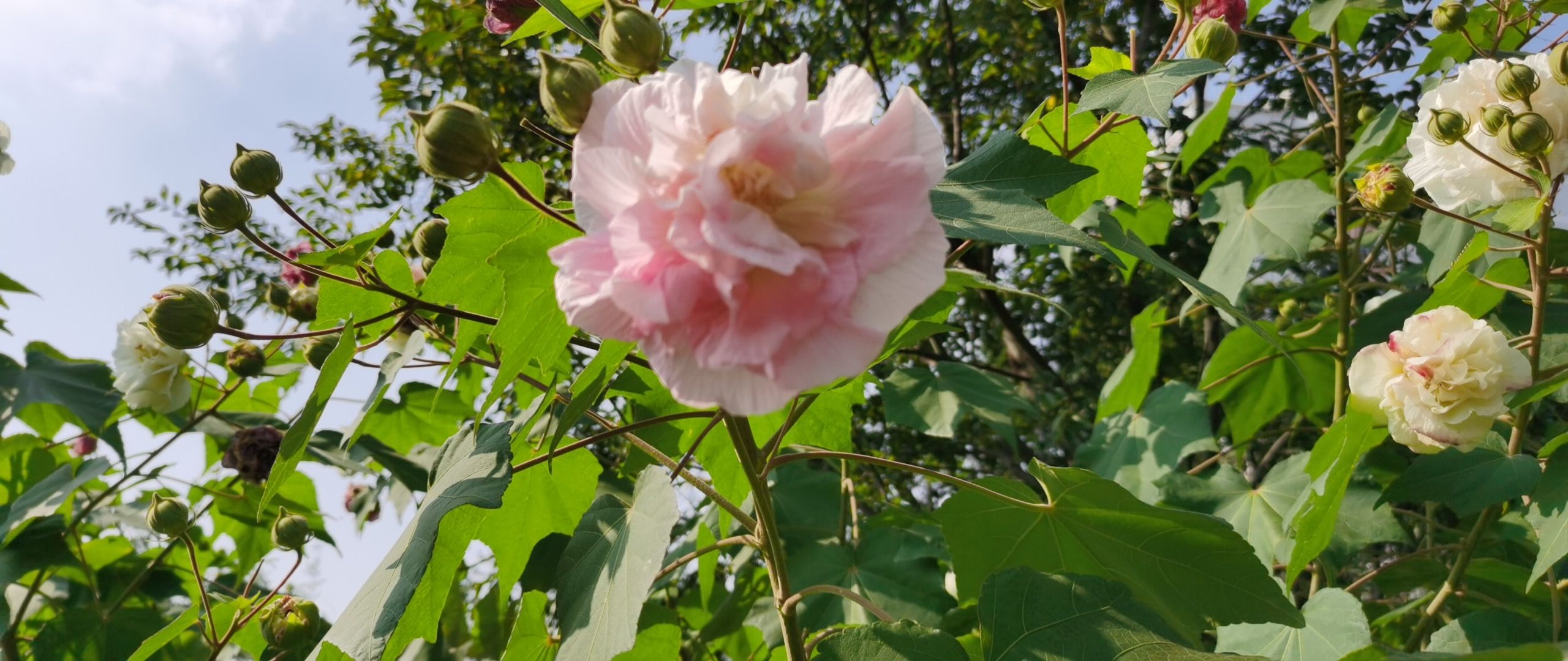 汤新美头像