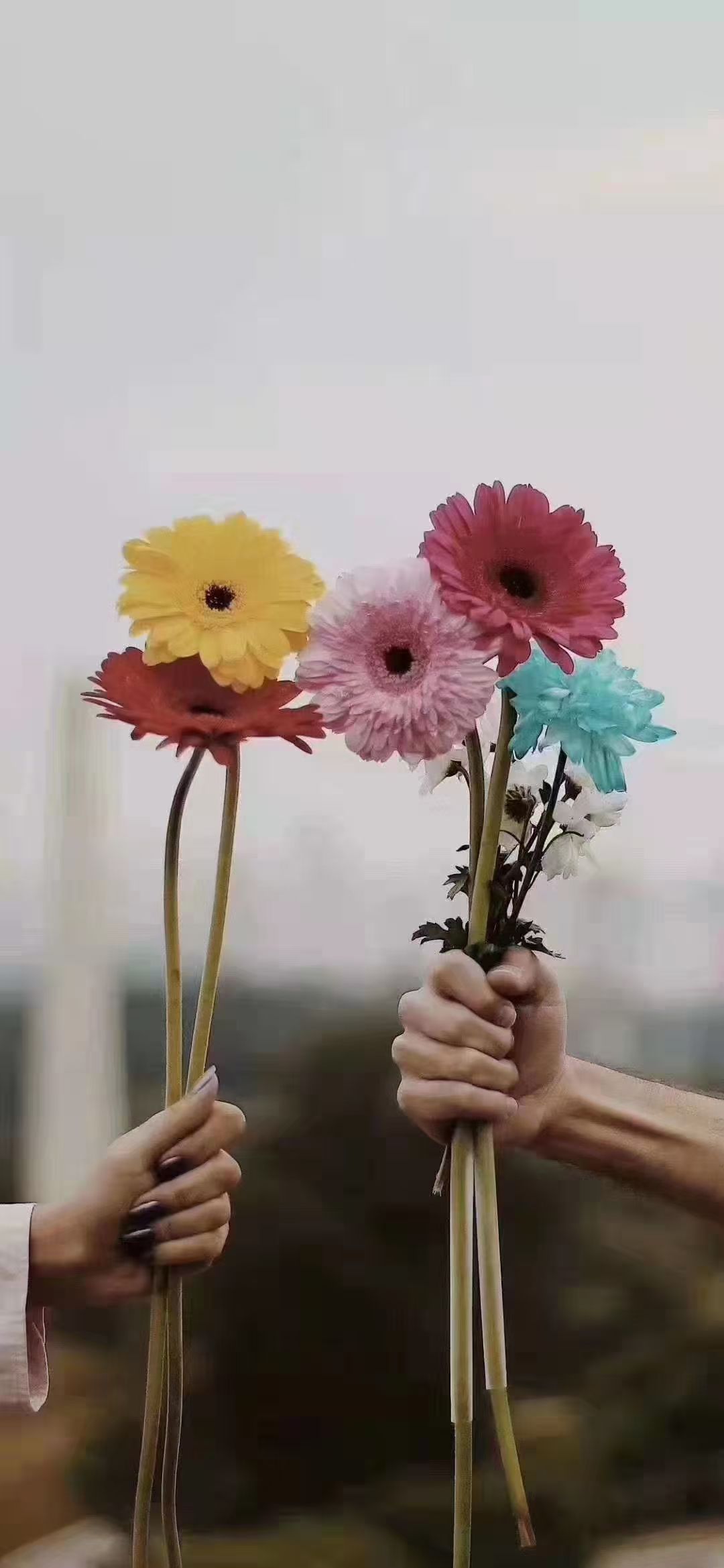 阿依古丽·阿卜杜拉头像