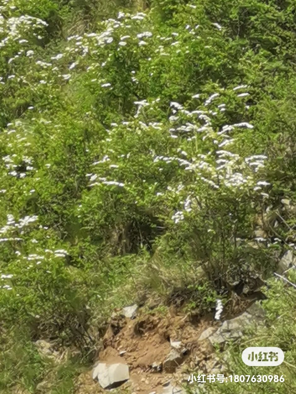 李旦旦头像