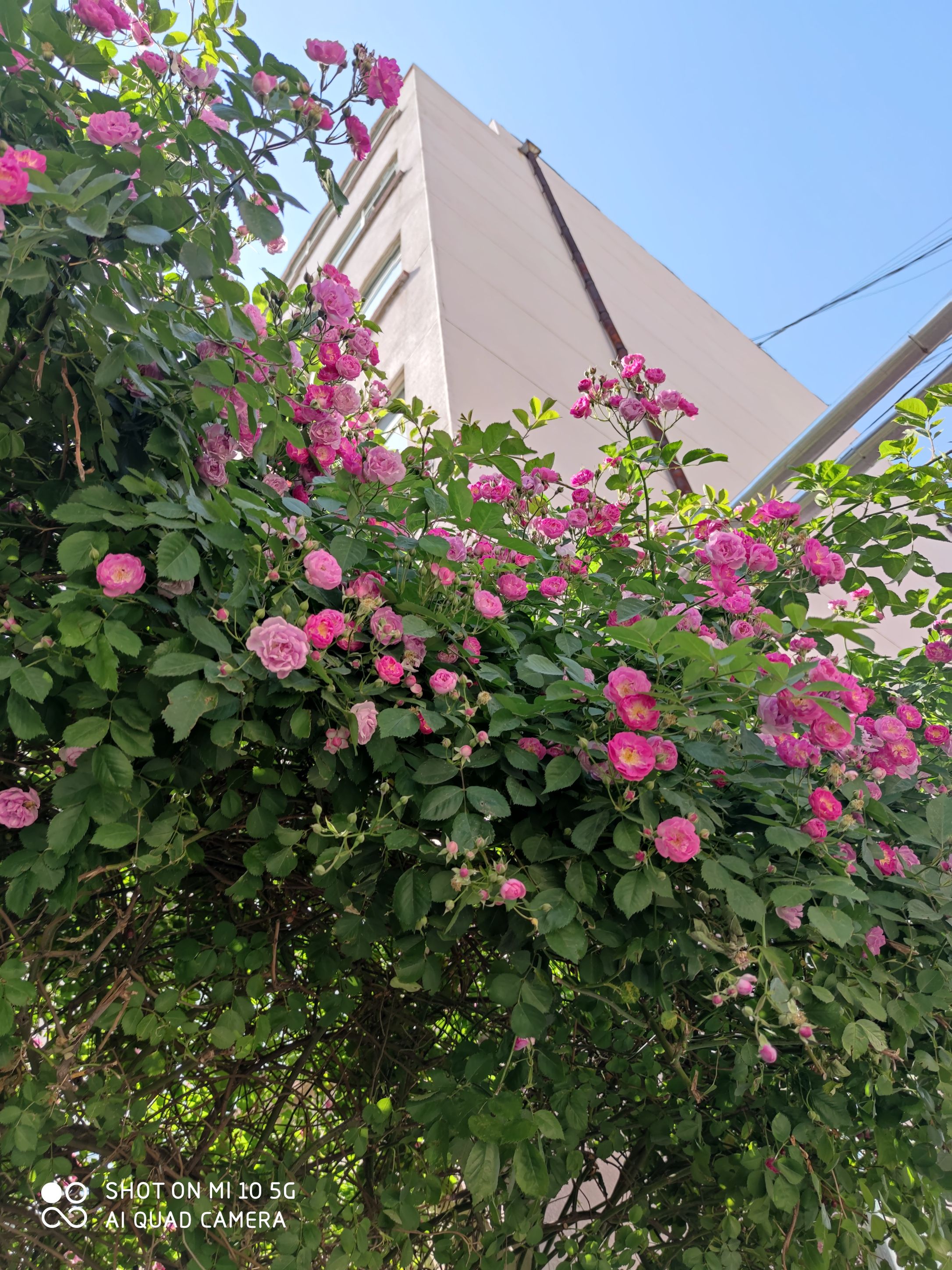 李海梅头像