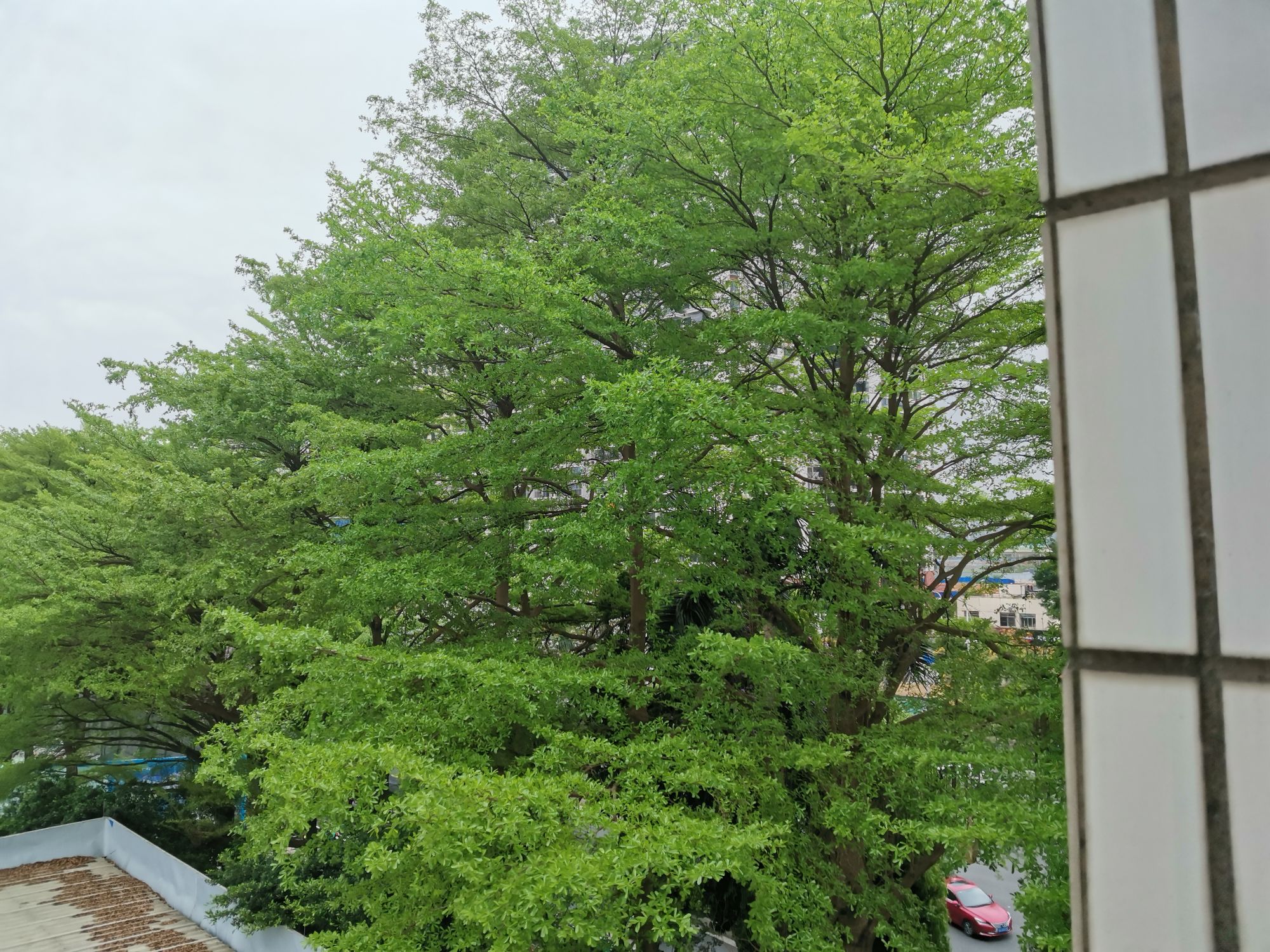 刘惠玲头像